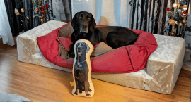 Pet Pillows